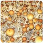 Псилоцибиновые (галлюциногенные)  грибы Psilocybin "Golden Teacher" в Избербаше