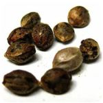 Семена марихуаны АК-47  (Seeds AK-47) в Избербаше